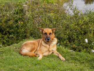 Naklejka na ściany i meble Large brown German shepherd type dog, sitting on grass and looking at camera, with water in background