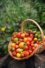 harvest of tomatoes in a basket - obrazy, fototapety, plakaty