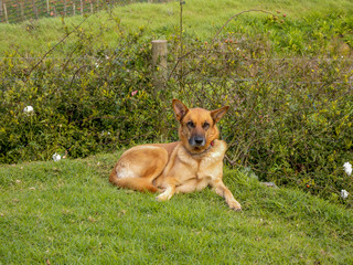 Naklejka na ściany i meble Large brown German shepherd type dog, sitting on grass and looking at camera, with green shrubs in background