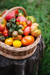 tomatoes in a basket
