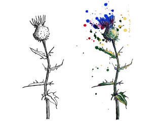 Black pen and colorful watercolor handdrawn botanic illustration of milk thistle