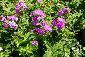A group of pink garden flowers. Bush with flowers