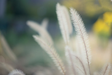 Obraz premium 猫じゃらしと呼ばれるエノコログサ