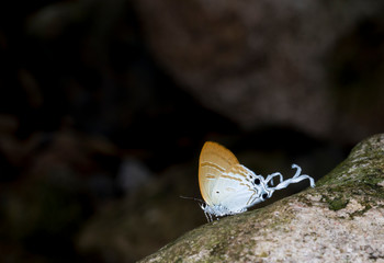 Fluffy Tit Butterfly at Garo Hills,Meghalaya,India