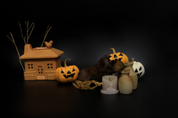 Decorated pumpkin lanterns, Clay house, old timber, used candle and jars in Halloween concept