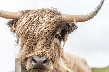 Foto op Plexiglas Schotse hooglander Hooglandkoe