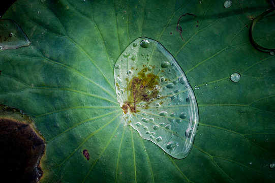 Lotus leaf in a pond, Kampong Thom province, Cambodia 