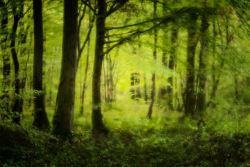 Fototapeta na wymiar Landschaft Wald Märchenwald