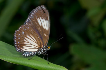 Obraz na płótnie Canvas Courtesan Butterfly at Garo Hills,Meghalaya,India