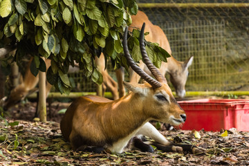 closeup view of deer in zoo malacca, malaysia