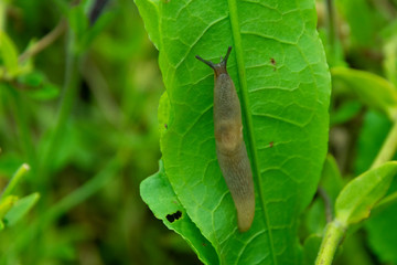 slug in autumn in the garden on a leaf in search of a partner, during the breeding season