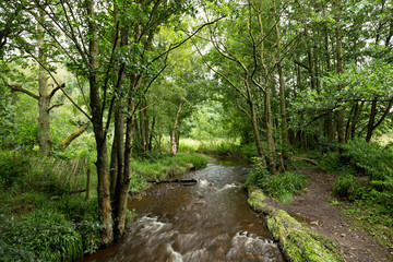 Forest River at Summer in Peak District, UK