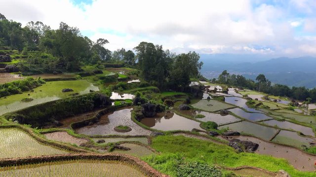 Terraced rice fields in Tana Toraja, South Sulawesi, Indonesia	