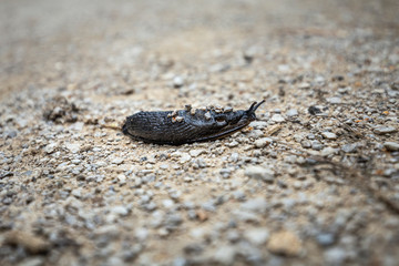 Black Arion Ater Slug on Gravel Path