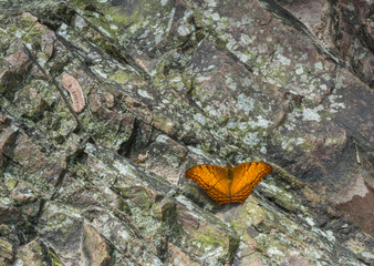 Cruiser Butterfly at Garo Hills,Meghalaya,India