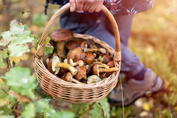 Foto op Plexiglas Woman picking mushroom in the forest © pikselstock