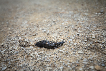 Black Arion Ater Slug on Gravel Path