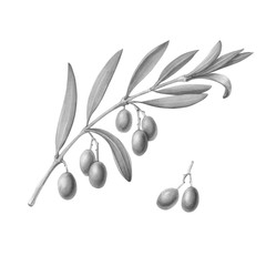 Olive Tree Branch Pencil Illustration Isolated on White