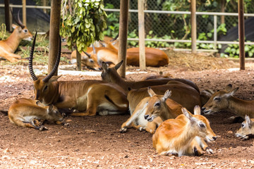 closeup view of deer in zoo malacca, malaysia