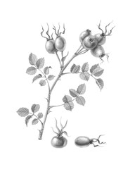 Rose Hip Hand-drawn Pencil Illustration Isolated on White