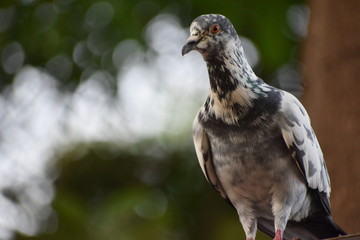 A parlor roller shot at the backyard