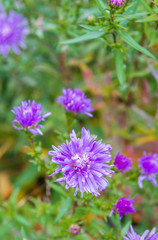 Garden bright beautiful purple flowers grow in autumn