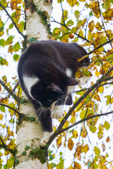 Black and white cat sitting on a birch tree in autumn