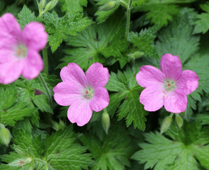 Geranium palustre or Marsh Cranesbill