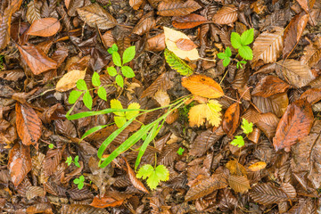 Herbst Waldboden natürliches Stillleben
