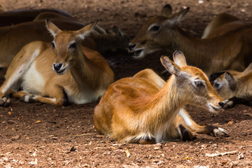 closeup view of deer in zoo malacca, malaysia