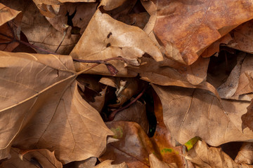 Fototapeta na wymiar Dry Autumn Leaves on The Ground