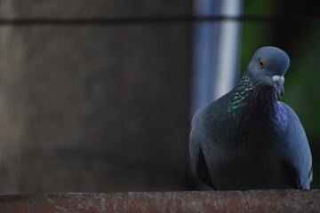 A pigeon sitting in the backyard