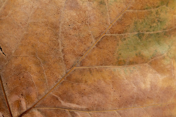 Closeup Brown Dry Autumn Leaf