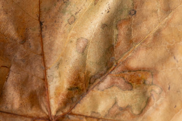 Closeup Brown Dry Autumn Leaf