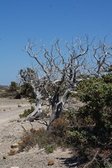 Lebanese cedars on a desert island in the Mediterranean