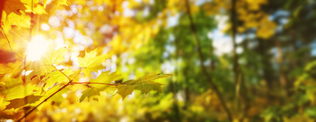 yellow maple leaves in autumn with beautiful sunlight