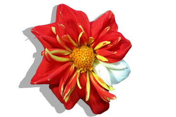 Rote Collarette-Dahlie (Dahlia variabilis 'Dandy Improved Mix') mit einem weißen Blütenblatt, freigestellt