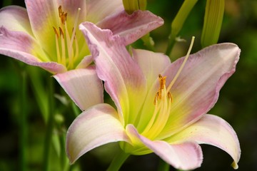 Exquisite delicate pink flower hemerocallis in garden close-up