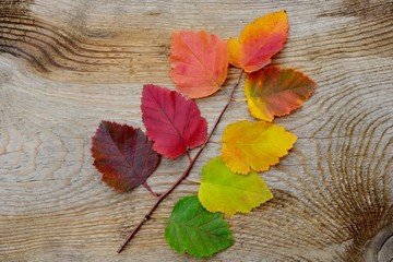 Naklejka na ściany i meble Autumn leaves of different colors on one branch on a wooden background close up