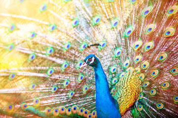 Obraz premium A beautiful male peacock with expanded feathers
