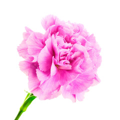 Purple carnation on white background