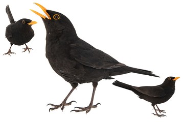 Collage of three Blackbird, Turdus merula, isolated on white background. - obrazy, fototapety, plakaty