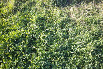 Fototapeta na wymiar Green grass close-up on a sunny day