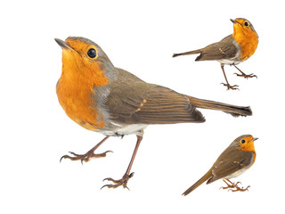 Collage of three European robin, Erithacus rubecula, isolated on a white background
