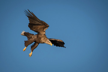 Fototapeta na wymiar The White-tailed Eagle, Haliaeetus albicilla just has caught a fish from water, colorful environment of wildness. Also known as the Ern, Erne, Gray Eagle, Eurasian Sea Eagle. Nice summer background...