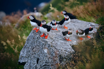 Large group of Atlantic puffin (Fratercula arctica) on the island of Runde in the Norway. Beautiful...