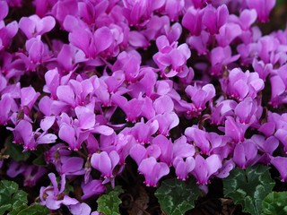 Pink Cyclamen flowers and leaves in an autumn garden © AngieC