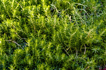 Green background