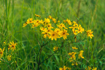 Obraz premium prairie field meadow of yellow daisy sunflower flowers 