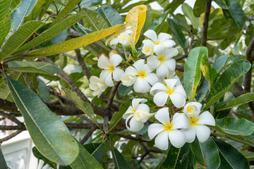 White Plumeria flowers are beautiful on a clear day.